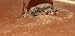 Otiorhynchus sp.  - Michele Cento