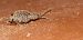 Otiorhynchus sp. © Michele Cento