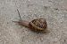 Cornu aspersum © Lorenzo Lanzani