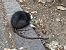 Ratto nero (Rattus rattus) © Maria Rita Gelso