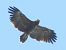 Aquila anatraia maggiore (Clanga clanga) © Massimo Tassinari
