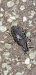 Larinus carlinae  - Michele Cento