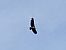 Griffon Vulture  - Christian Rixen