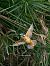 Blauet (Alcedo atthis) © Jose Molis