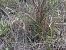 Spiranthes spiralis (Spiranthe d'automne) © Patrick Serra