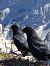 Gracchio alpino (Pyrrhocorax graculus) © Florentin Leroux