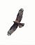 European Honey Buzzard (Pernis apivorus) © Andrea Sorrentino