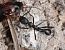 Aphaenogaster spinosa © Alberto Manganaro