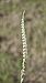 Spiranthes spiralis (Spiranthe d'automne) © Alain Bultez