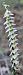 Spiranthes spiralis