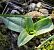 Ophrys sp. © Alain Bultez