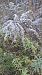 Solidago canadensis  - Mattia Scinto (FVG)