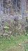Solidago canadensis  - Mattia Scinto (FVG)