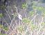Averla maggiore (Lanius excubitor) © Lino Lipparini