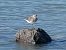 Pivieressa (Pluvialis squatarola) © Autore sconosciuto