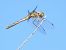 Sympetrum striolatum © Massimo Tassinari