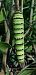 Papilio machaon  - Michele Cento