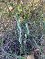 Spiranthes spiralis - Florent de Gasperis