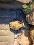 Rospo comune (Bufo bufo) © Mannucci Cosimo
