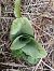 Himantoglossum hircinum (Orchis bouc) © Alain Falvard