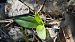 Ophrys arachnitiformis - Alain Bultez