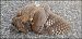 Assiolo (Otus scops) © Giuseppe Di Lieto