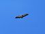 Grifone (Gyps fulvus) © Autore sconosciuto