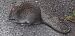 Ratto delle chiaviche  - Michele Cento