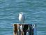 Beccapesci (Thalasseus sandvicensis) © Autore sconosciuto