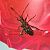 Leptoglossus occidentalis © Fabrizio Florit (FVG)