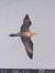 Long-tailed Jaeger (Stercorarius longicaudus) © Enrico Castellucci