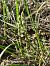 Spiranthes spiralis - Florent de Gasperis