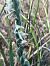 Spiranthes spiralis - Florent de Gasperis