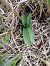Anacamptis pyramidalis  - Alain Falvard