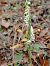 Spiranthes spiralis (Spiranthe d'automne) © Gérard Joseph