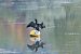 Cormorano  - Adelfina Aldrovandi