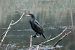 Cormorano (Phalacrocorax carbo) © Adelfina Aldrovandi