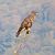 Poiana (Buteo buteo) © Monica Carabella