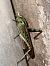 Llagosta migradora (migratoria) (Locusta migratoria) © Joan de Pons