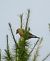 Crociere (Loxia curvirostra) © Monica Carabella