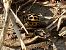 Tytthaspis sedecimpunctata  - Maria Rita Gelso