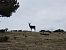 Cérvol (Cervus elaphus) © Andreu Canut i Font