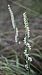 Spiranthes spiralis (Spiranthe d'automne) © Alain Bultez
