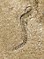 Serp blanca (Zamenis scalaris) © Oriol Cabrero