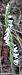 Spiranthes spiralis