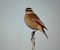 Stiaccino (Saxicola rubetra) © Michelangelo Lamera