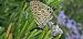 Leptotes pirithous  - Michele Cento