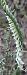 Spiranthes spiralis