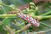 Utetheisa pulchella © Lorenzo Lanzani