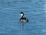 Svasso piccolo (Podiceps nigricollis) © Autore sconosciuto